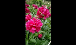 花卉视频,跟随视频探寻花卉之美